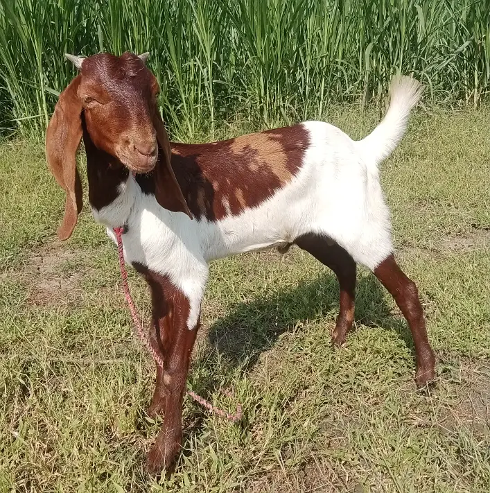 Desi Bakra for Sale Wtap;03052030965 — photo 7