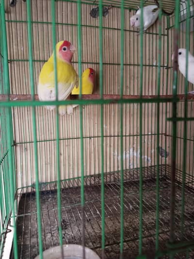love birds
