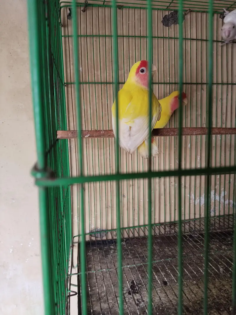 love birds — photo 2