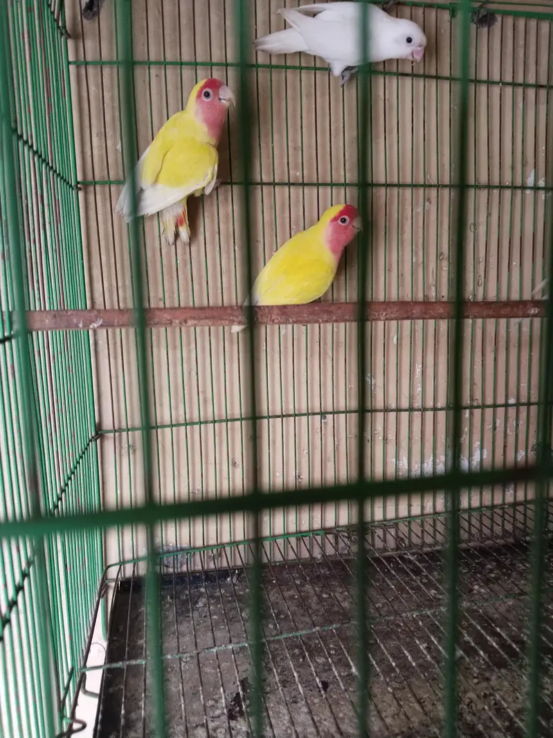 love birds — photo 3
