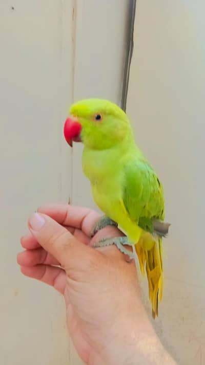 Parrot for sale