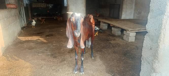sannan, beatal goats