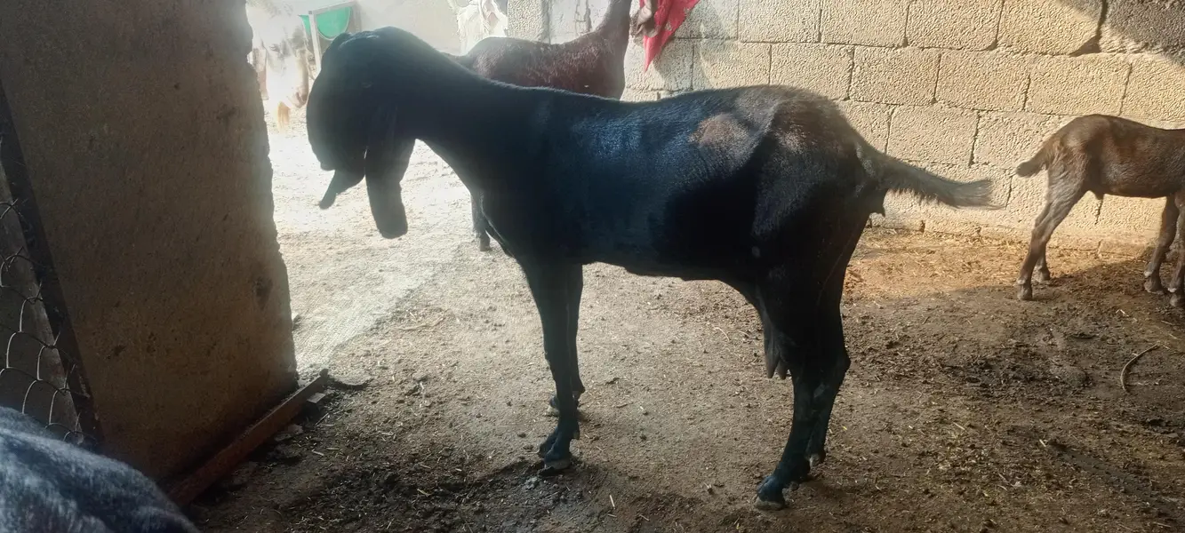 sannan, beatal goats — photo 2