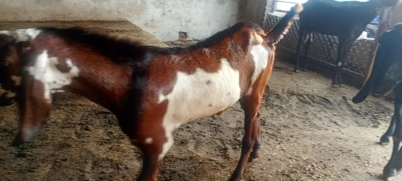 sannan, beatal goats — photo 3
