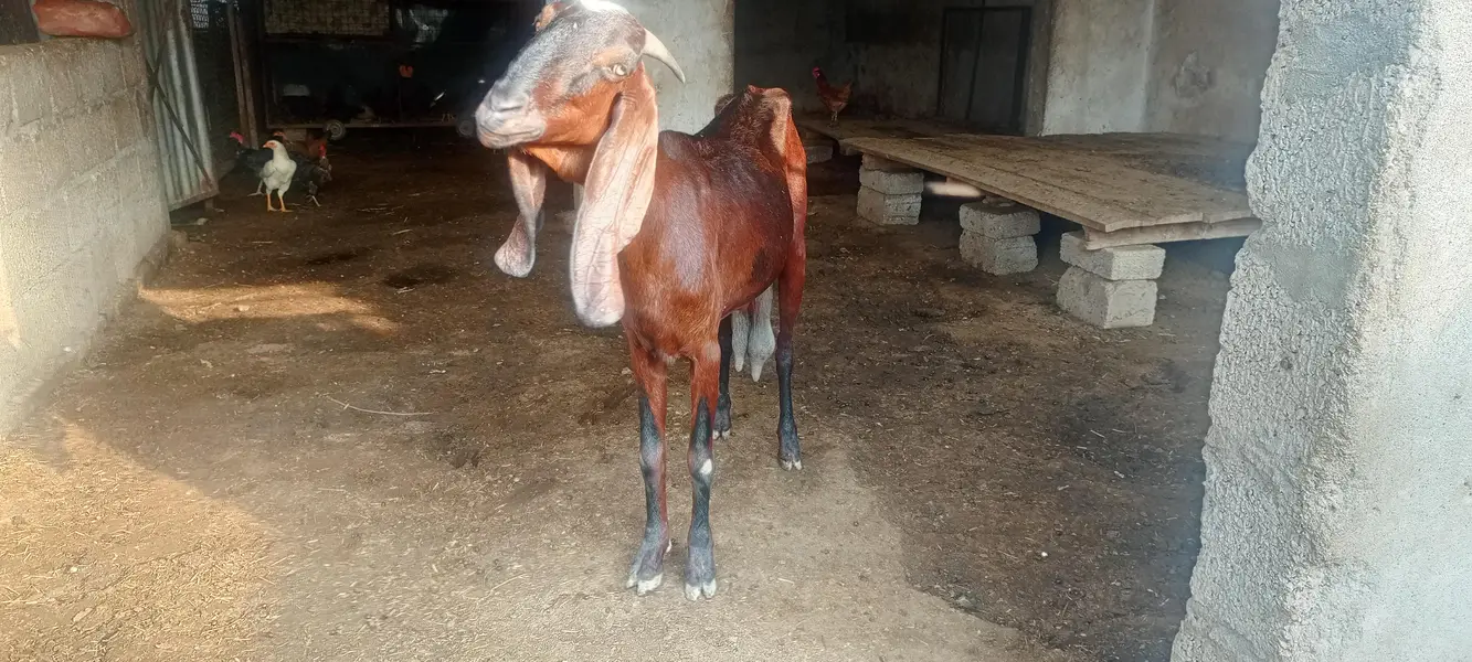sannan, beatal goats — photo 4