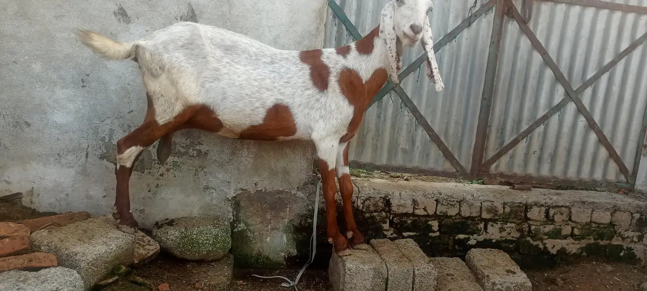 sannan, beatal goats — photo 5