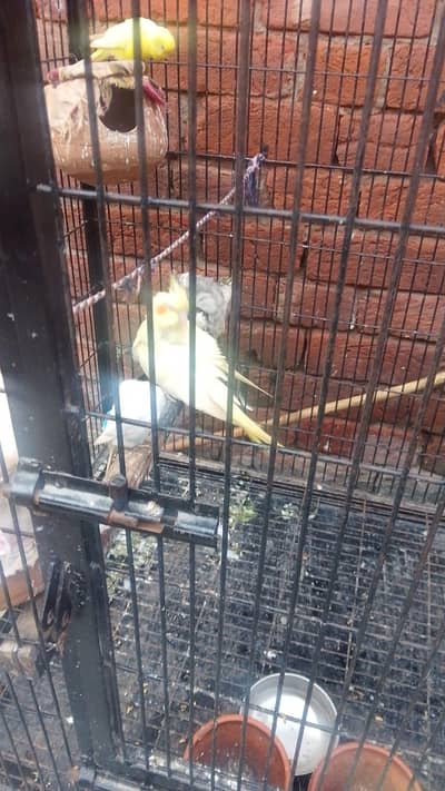 2 cocktail breeder pair