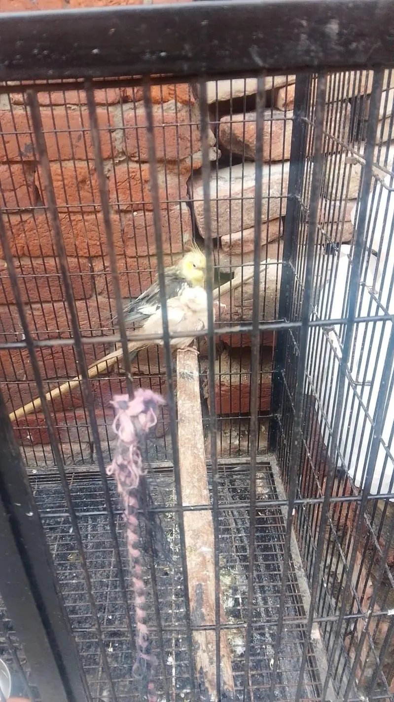 2 cocktail breeder pair — photo 2