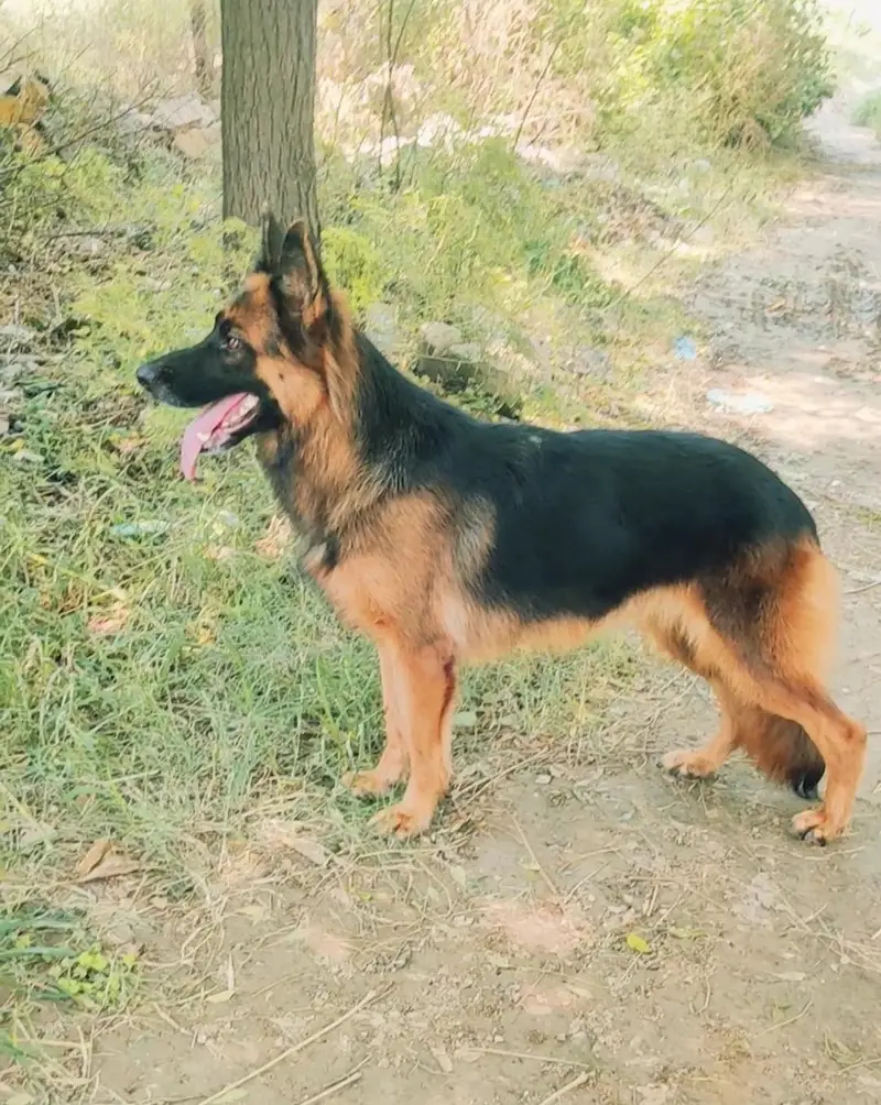 German shepherd long coat Breeder female — photo 3