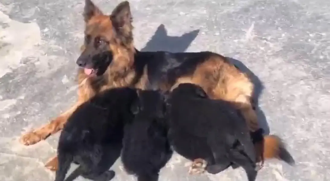 German shepherd long coat Breeder female — photo 4