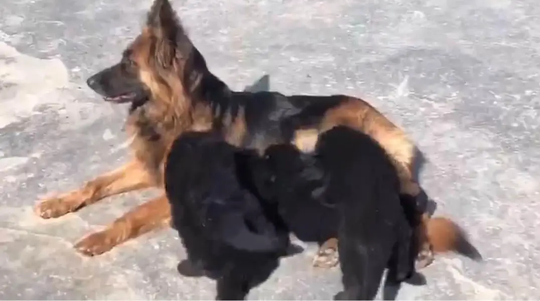 German shepherd long coat Breeder female — photo 5