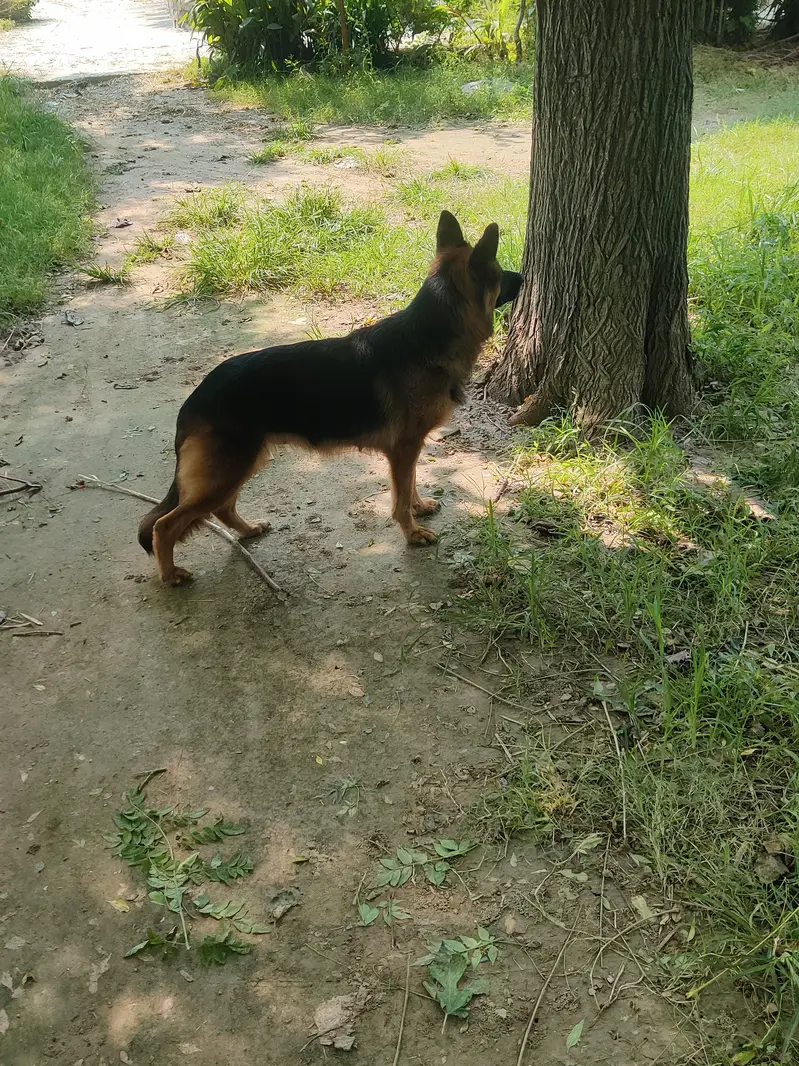 German shepherd long coat Breeder female — photo 6