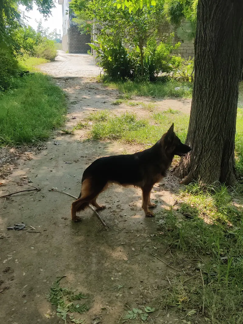 German shepherd long coat Breeder female — photo 7