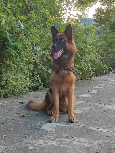 German shepherd long coat Breeder female