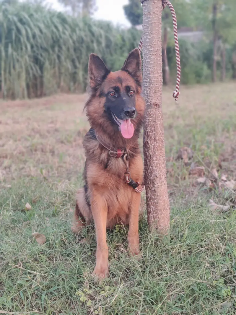 German shepherd long coat Breeder female — photo 2
