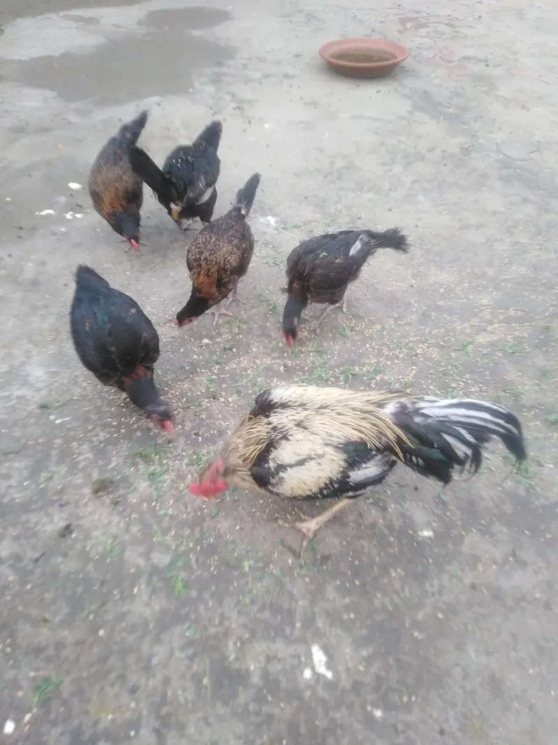 healthy and active 6 desi aseel morgi or morga 23000 — photo 2