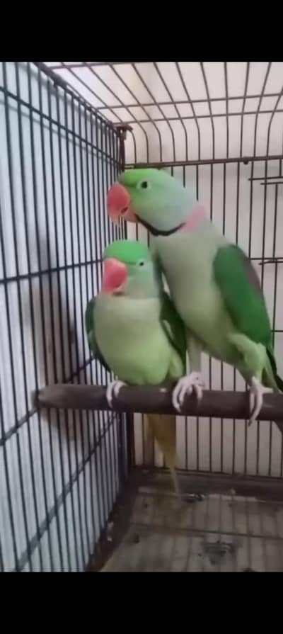 Raw Parrots For Sele