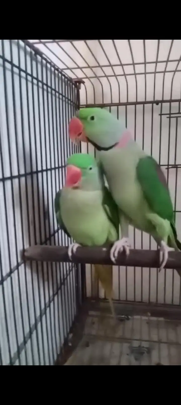 Raw Parrots For Sele