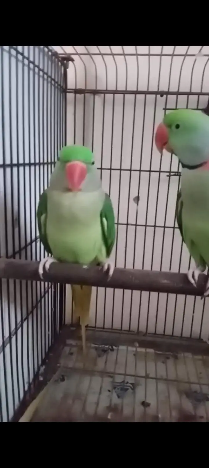 Raw Parrots For Sele — photo 2