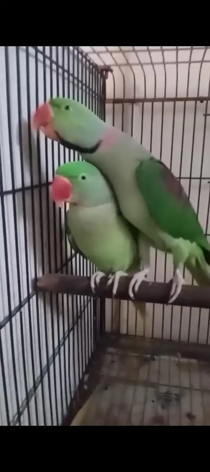 Raw Parrots For Sele — photo 3