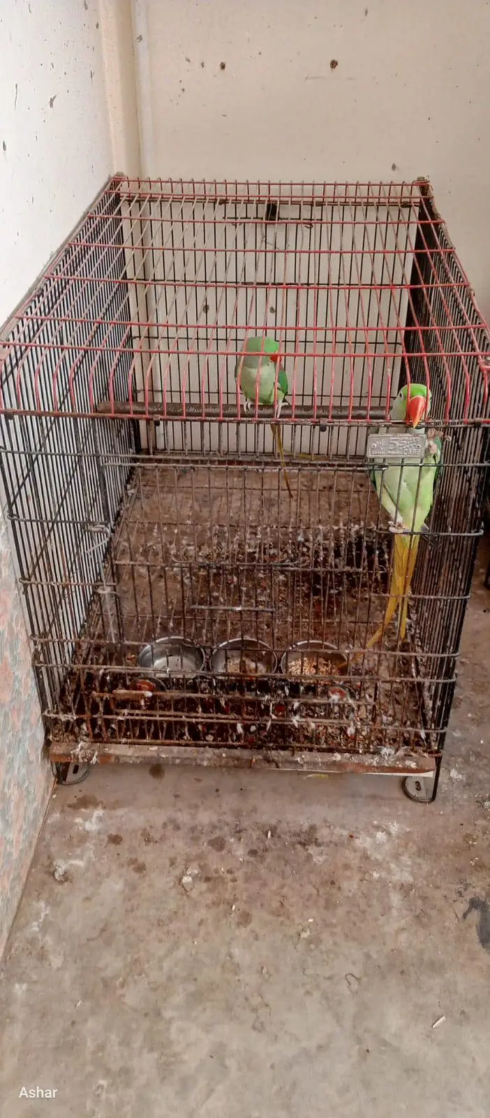 Raw Parrots For Sele — photo 4