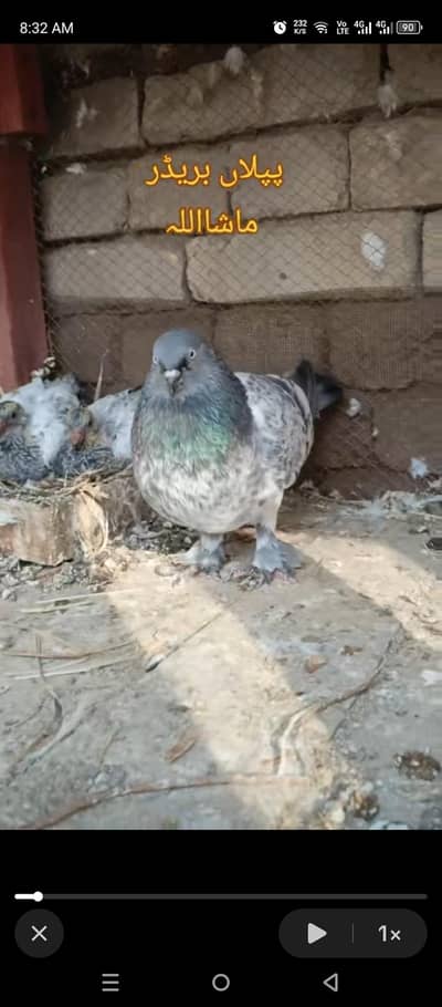 pipla waly Kaboter