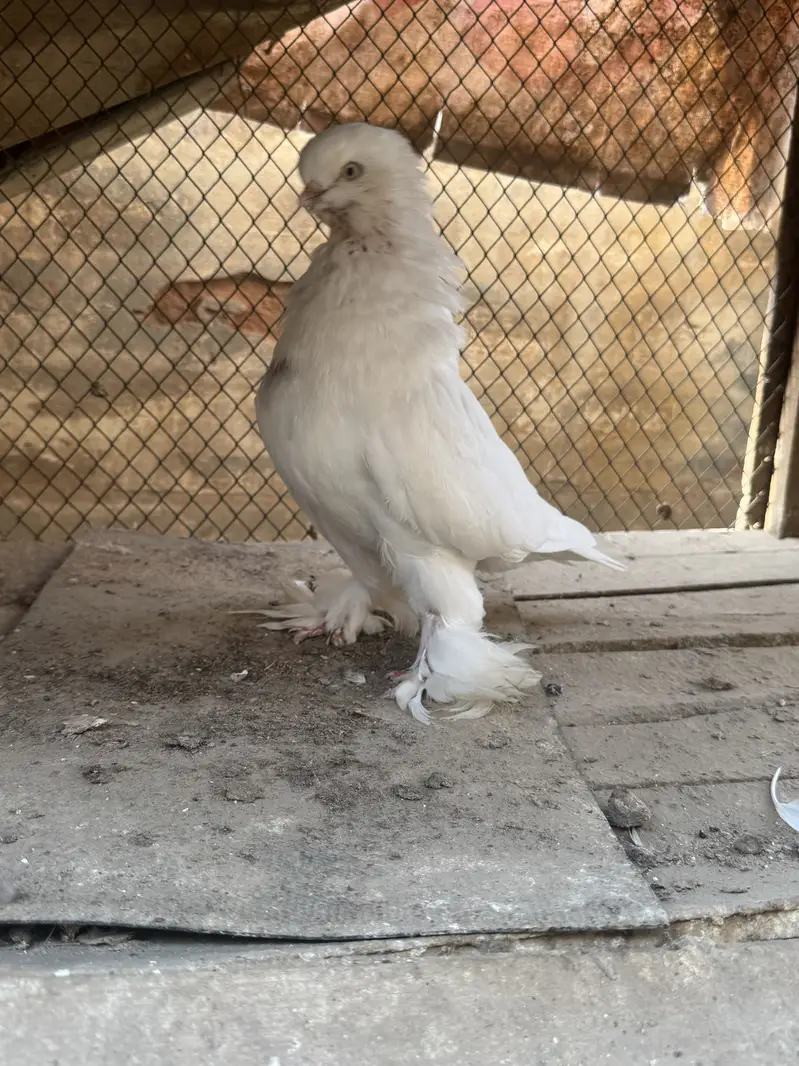Maltese & long face male — photo 8