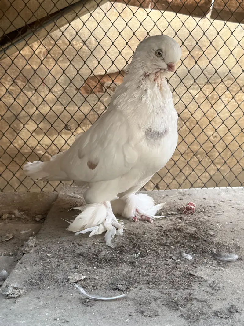 Maltese & long face male — photo 9