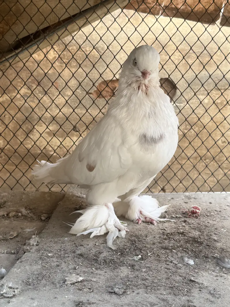 Maltese & long face male — photo 10