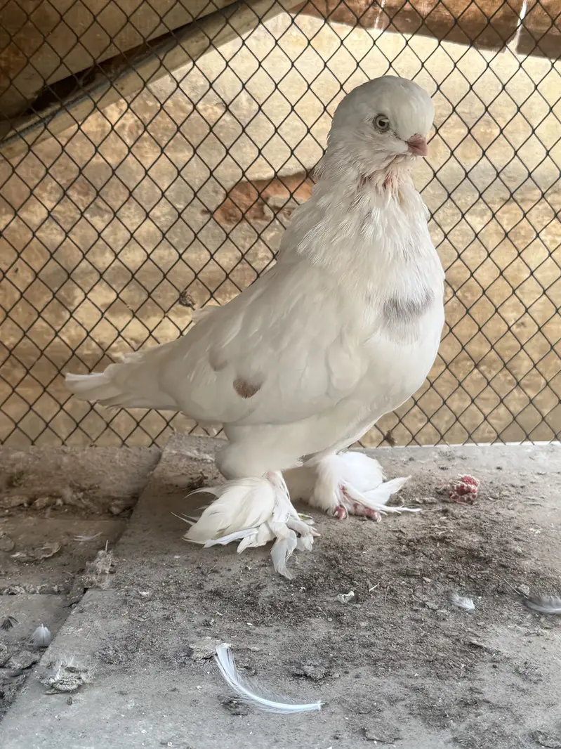 Maltese & long face male — photo 11