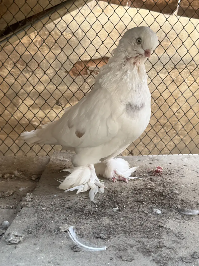Maltese & long face male — photo 12