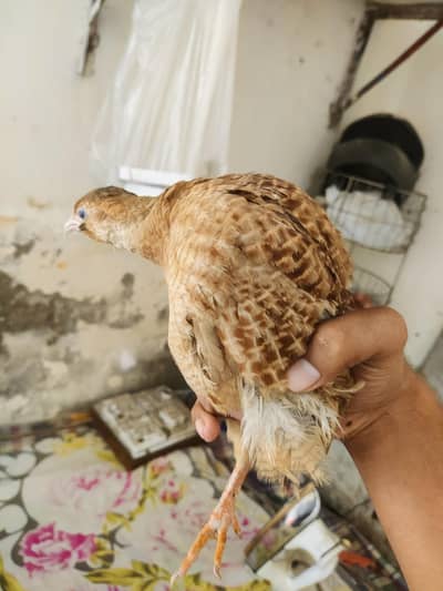 Irani teetar female for sale