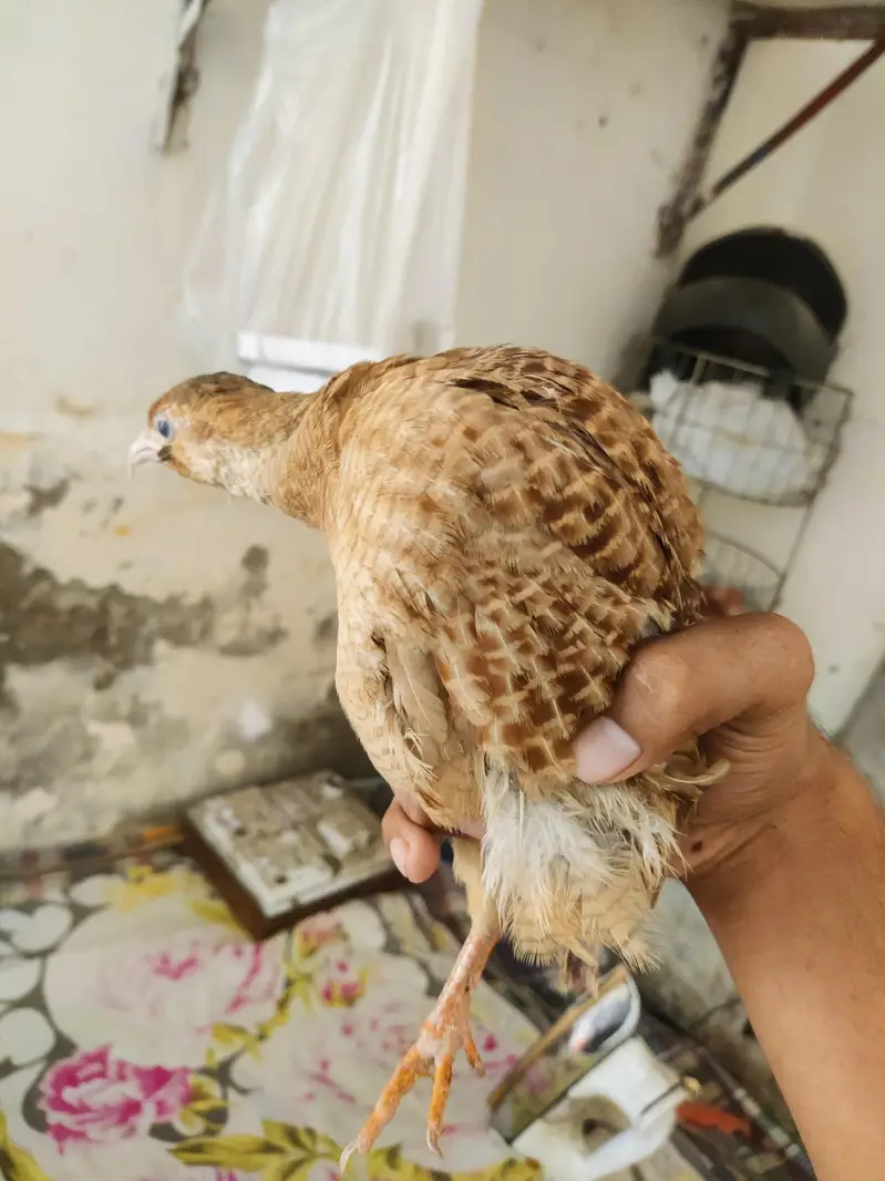 Irani teetar female for sale