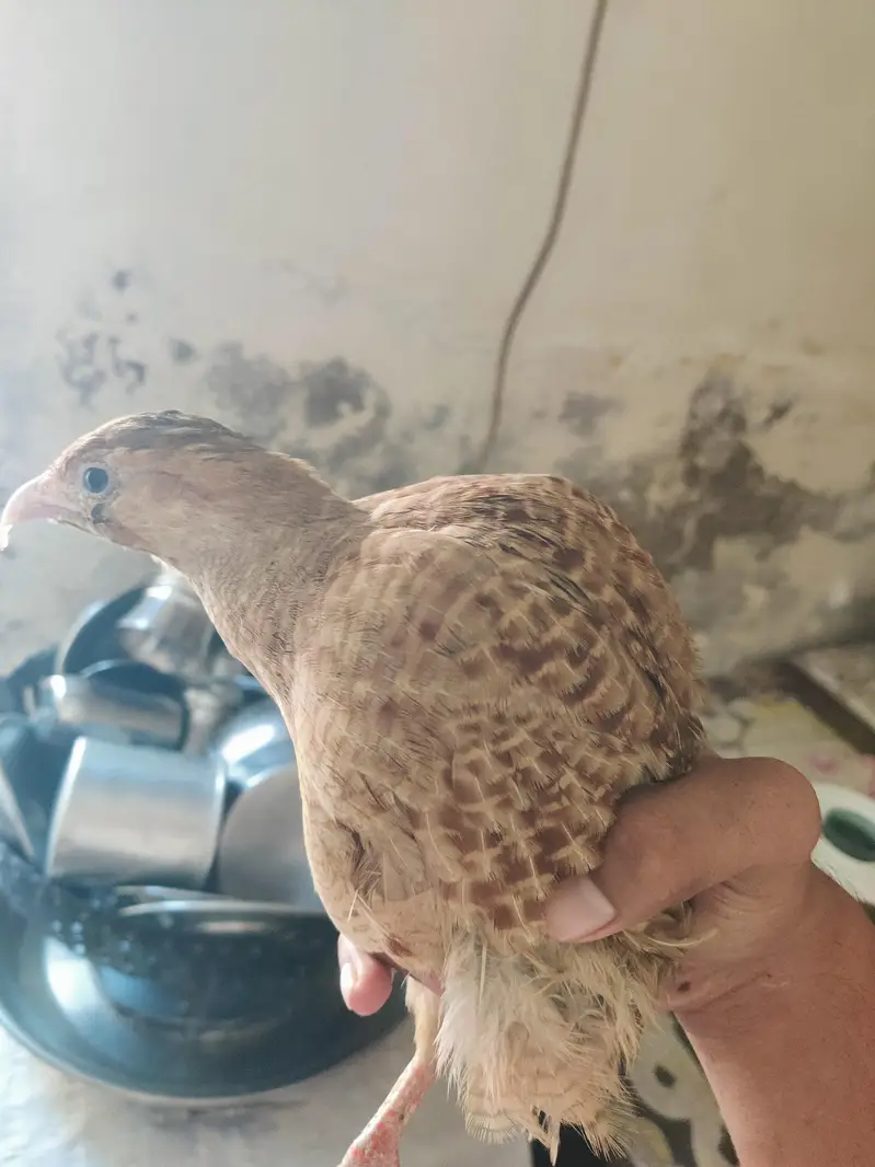 Irani teetar female for sale — photo 2