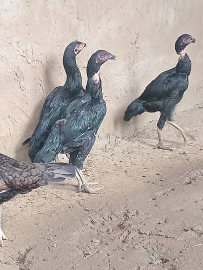 Aseel pathiaan available for sale