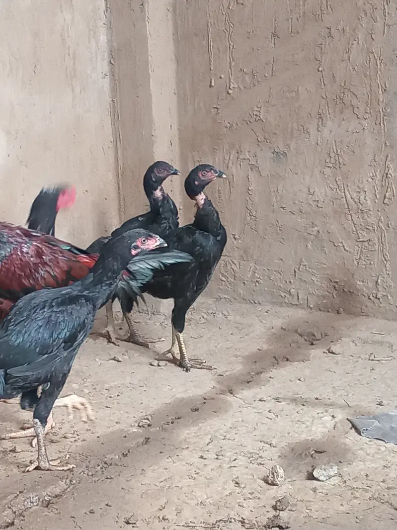 Aseel pathiaan available for sale — photo 2