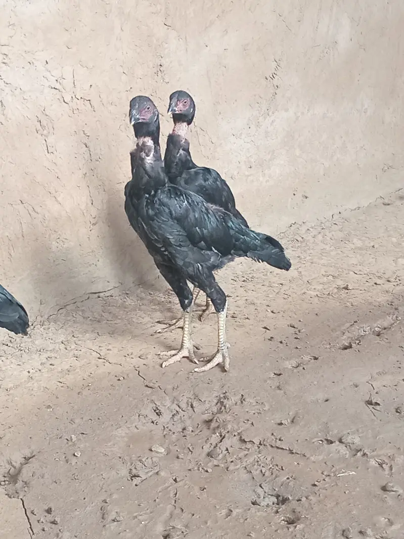 Aseel pathiaan available for sale — photo 3