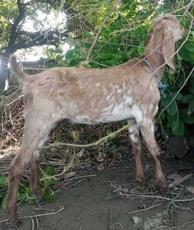 Makhichini cross Path for Sale Wtap;03052030965