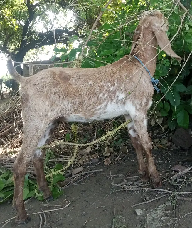 Makhichini cross Path for Sale Wtap;03052030965 — photo 3