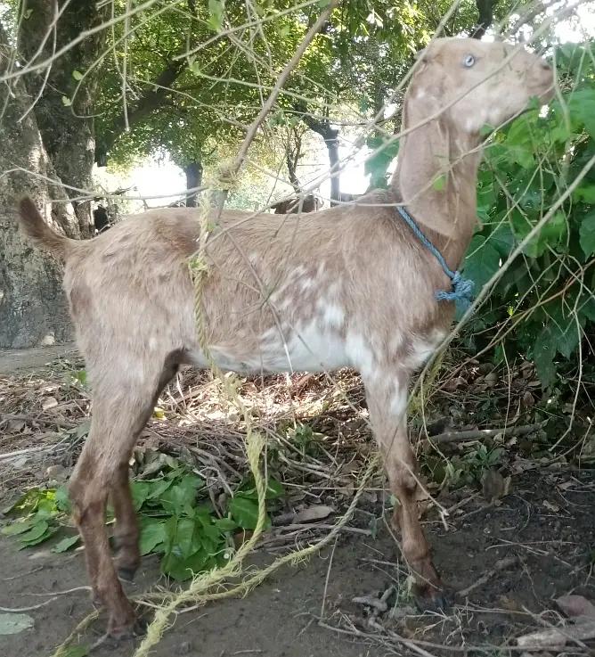 Makhichini cross Path for Sale Wtap;03052030965 — photo 6
