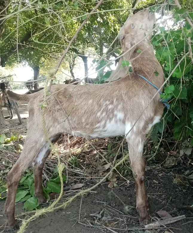 Makhichini cross Path for Sale Wtap;03052030965 — photo 7