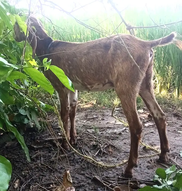 Makhichini cross Path for Sale Wtap;03052030965 — photo 8
