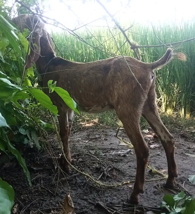 Makhichini cross Path for Sale Wtap;03052030965 — photo 9