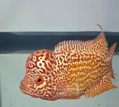Premium Quality Fishes In Very Reasonable PricesWhatsapp: 03705102067
