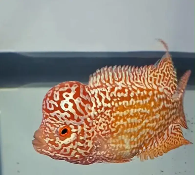 Premium Quality Fishes In Very Reasonable PricesWhatsapp: 03705102067