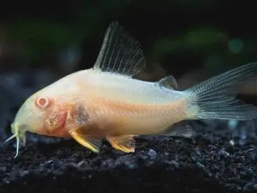 Premium Quality Fishes In Very Reasonable PricesWhatsapp: 03705102067 — photo 2