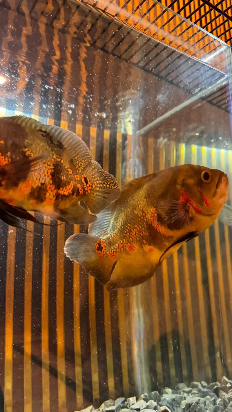 Premium Quality Fishes In Very Reasonable PricesWhatsapp: 03705102067 — photo 3