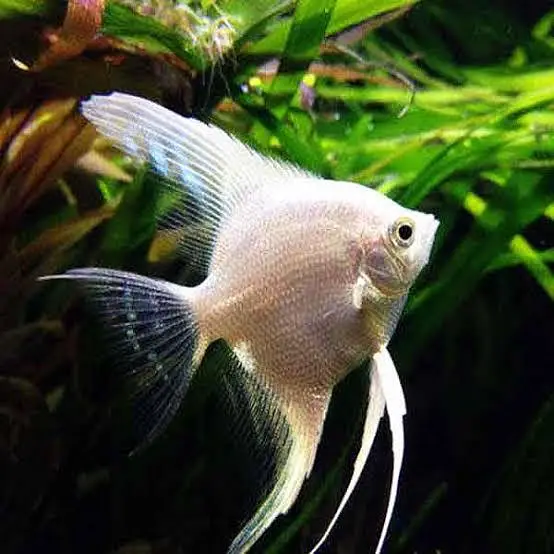 Premium Quality Fishes In Very Reasonable PricesWhatsapp: 03705102067 — photo 4