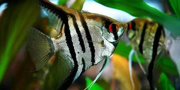 Premium Quality Fishes In Very Reasonable PricesWhatsapp: 03705102067 — photo 5