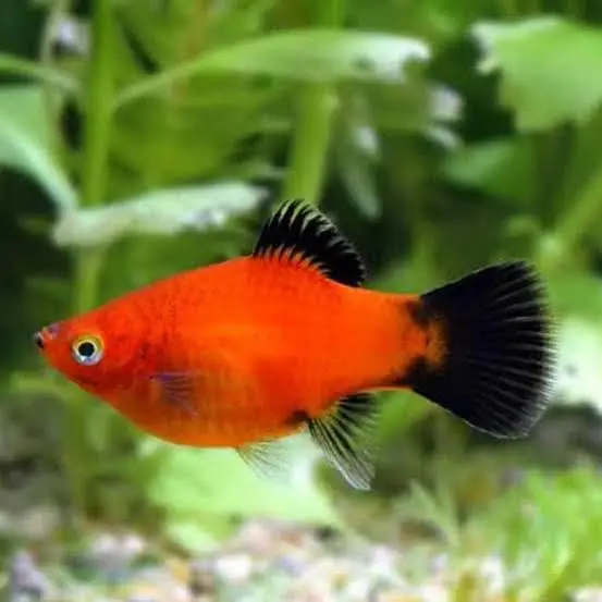 Premium Quality Fishes In Very Reasonable PricesWhatsapp: 03705102067 — photo 6